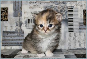 Female Siberian Kitten from Deedlebug Siberians